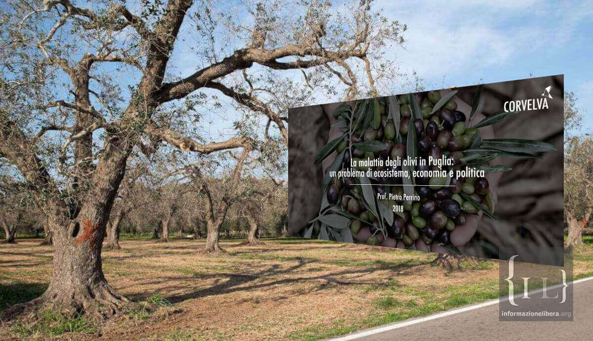 La malattia degli olivi in Puglia: un problema di ecosistema, economia e politica